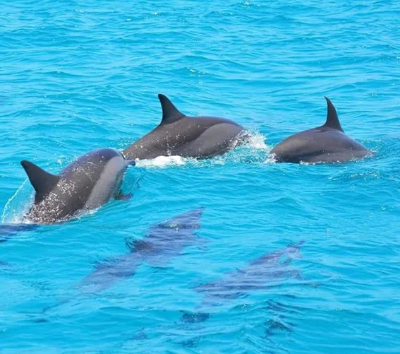 Kizimkazi Dolphins